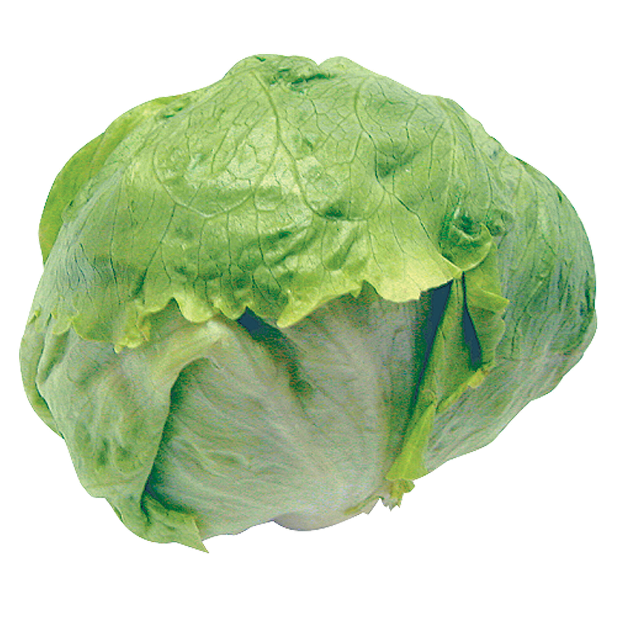 Lechuga Bola S/marca 1.0 Pza