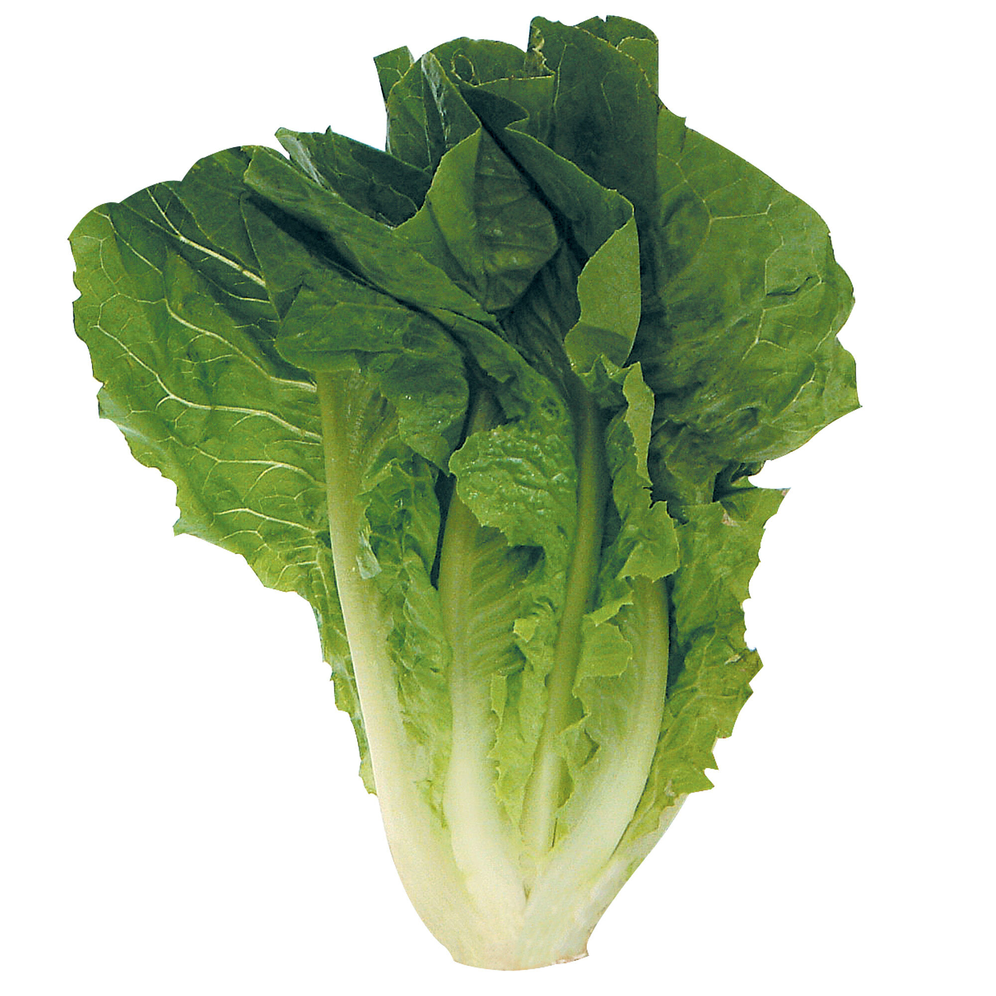 Lechuga Romana S/marca 1.0 Pza