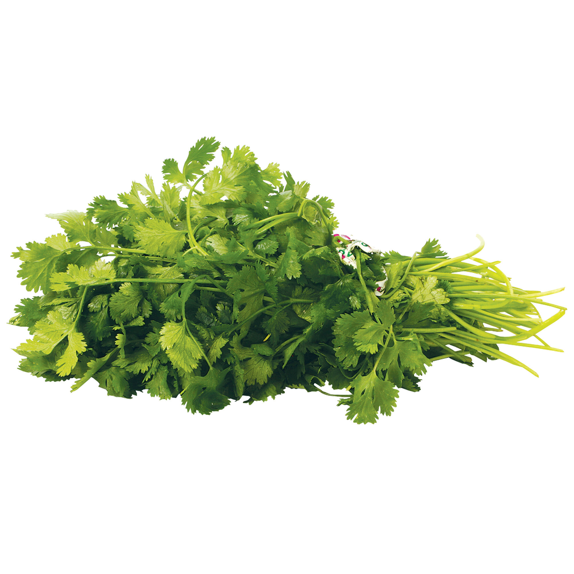 Cilantro S/marca 1.0 Pza
