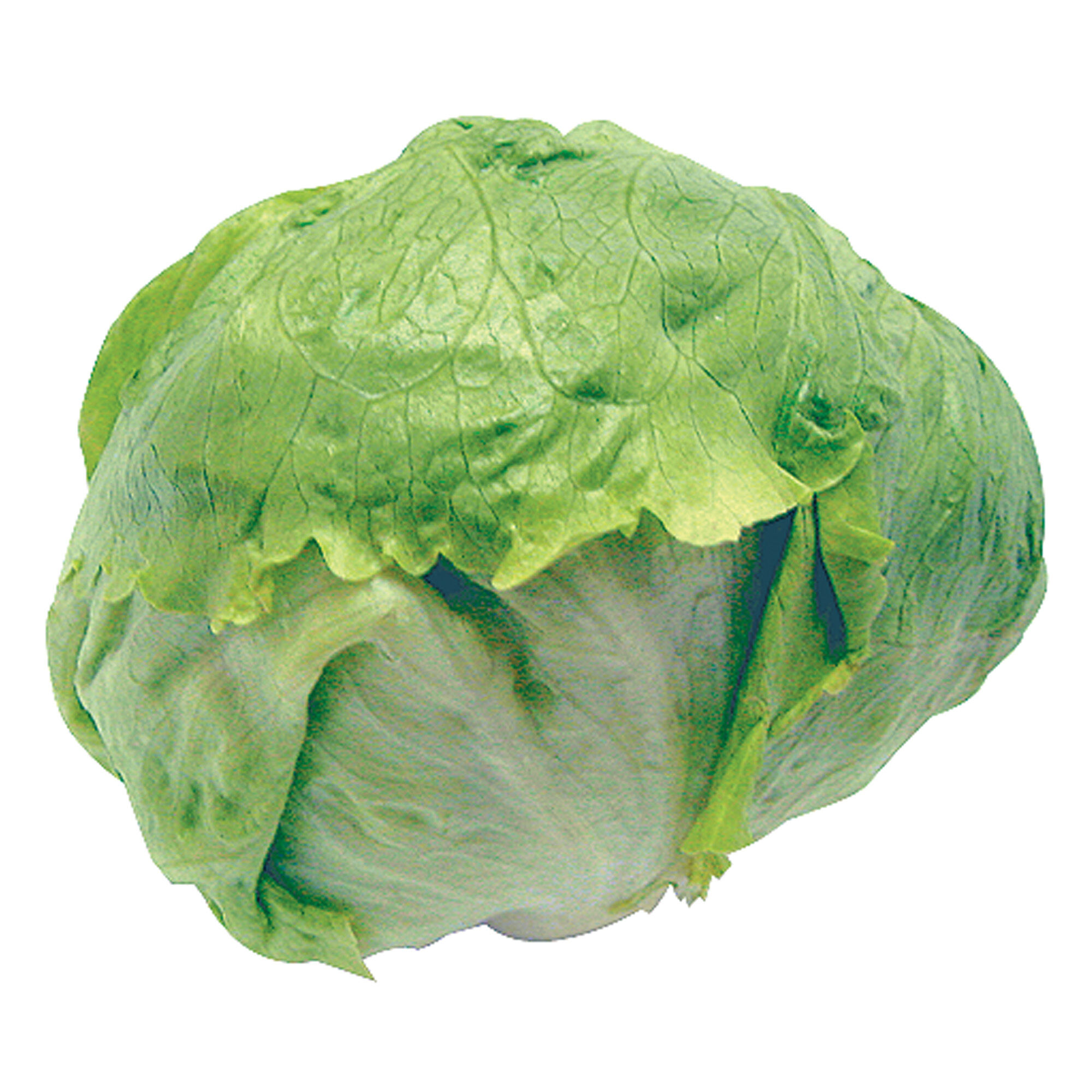 Lechuga Bola Por Pza